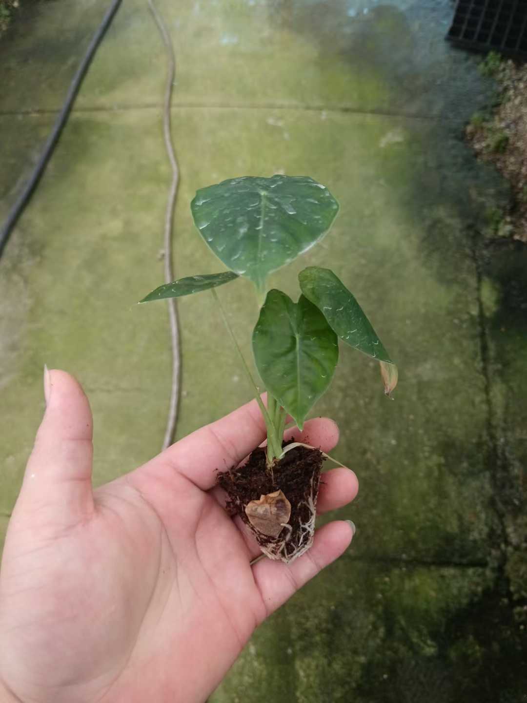 एन्थ्यूरियम क्रिस्टलिनम