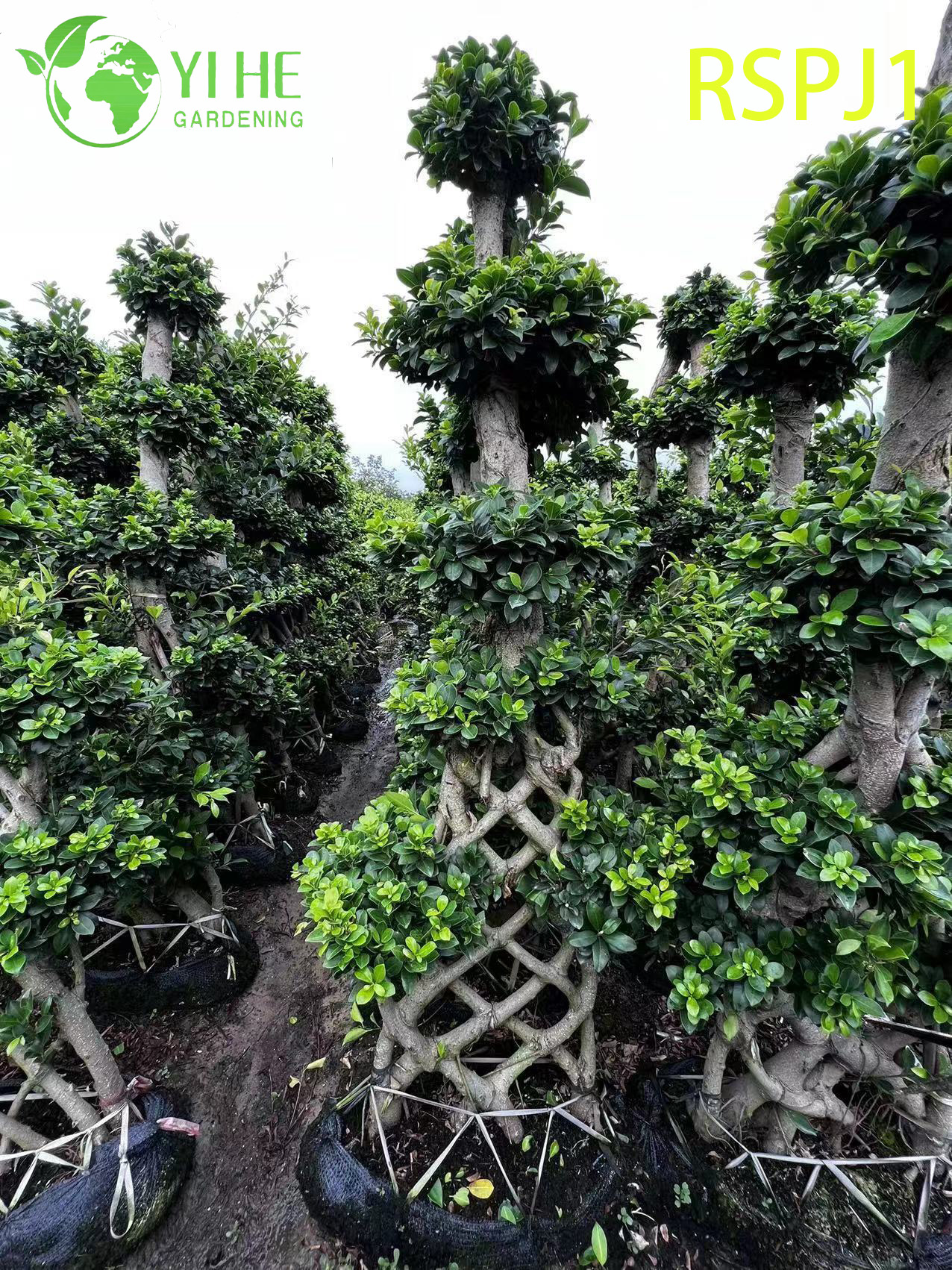 ລຳຕົ້ນໄມ້ແສ້ໜາສູງ ຕົ້ນໄມ້ Ficus ທີ່ເປັນຕົ້ນໄມ້ທີ່ມີຊີວິດຊີວາໃນລົ່ມ Bonsai