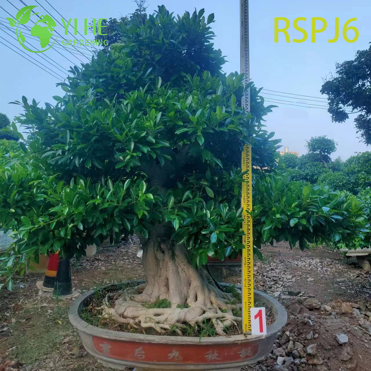 Ra&iacute;z expuesta Paraguas Dosel Alto &Aacute;rbol art&iacute;stico Ficus Planta de piso al aire libre Bonsai