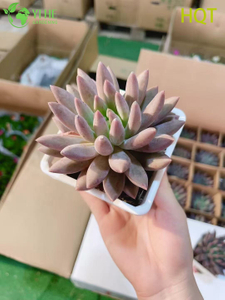 थोक गुलाबी ड्रैगनफ्लाई पचाइवेरिया लाइव रसीला नुकीले रोसेट बोनसाई