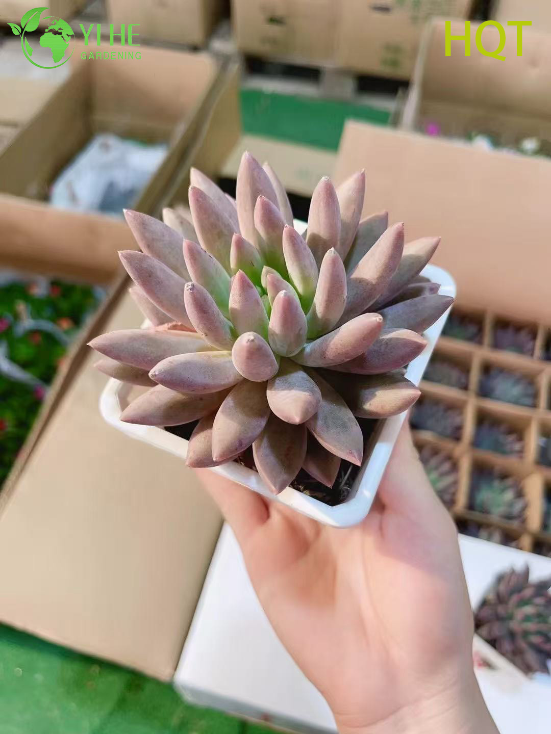 Оптовая продажа розовая стрекоза пахиверия живая сочная остроконечная розетка бонсай