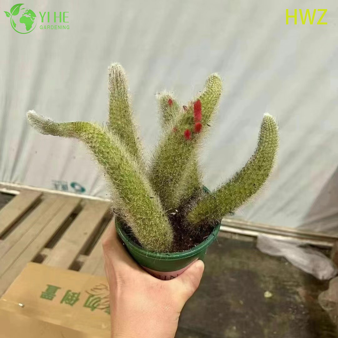 Venta al por mayor de cactus de cola de mono vivo Bonsai de planta Hildewintera difusa que se arrastra