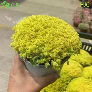 Bonsai japon&eacute;s dorado al por mayor de la cubierta vegetal de Sedum de la planta viva del cultivo de piedra