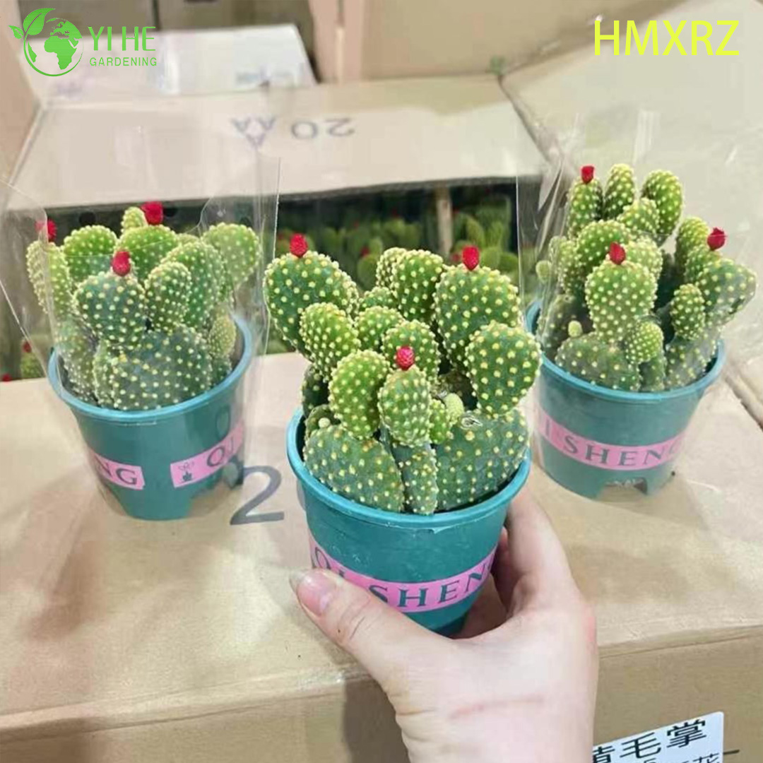 Bons&aacute;i vivo de la planta de Opuntia del lunar amarillo al por mayor del cactus de las orejas de conejo