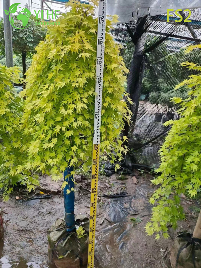 &Aacute;rvore de bordo Laceleaf verde chorando para bonsai de paisagismo ornamental