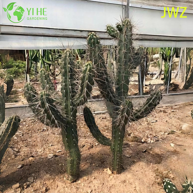 लाइव मैक्सिकन बाड़ पोस्ट कैक्टस एक लंबा स्तंभकार पसली वाला रसीला