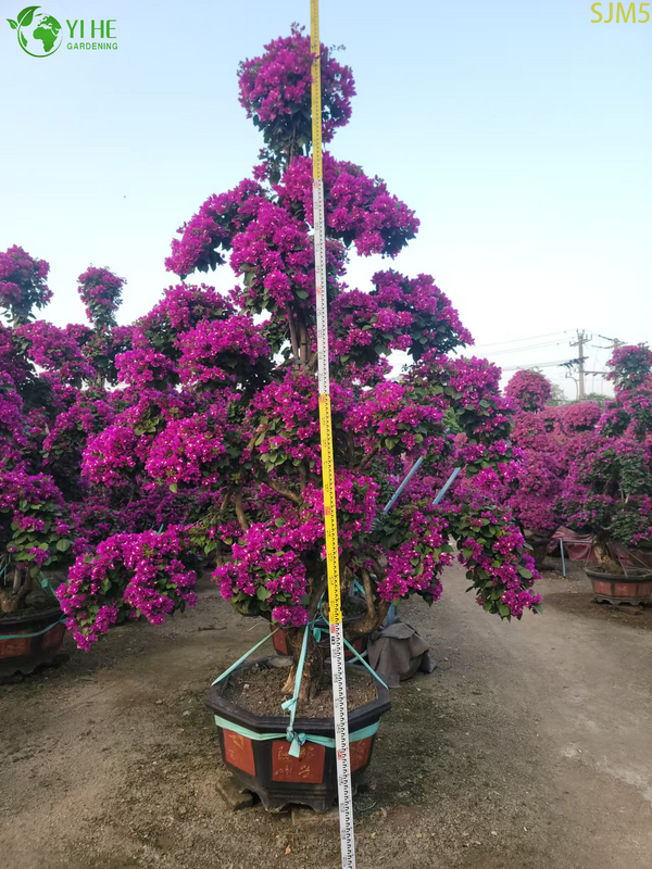 बोगेनविलिया बड़ा बोनसाई