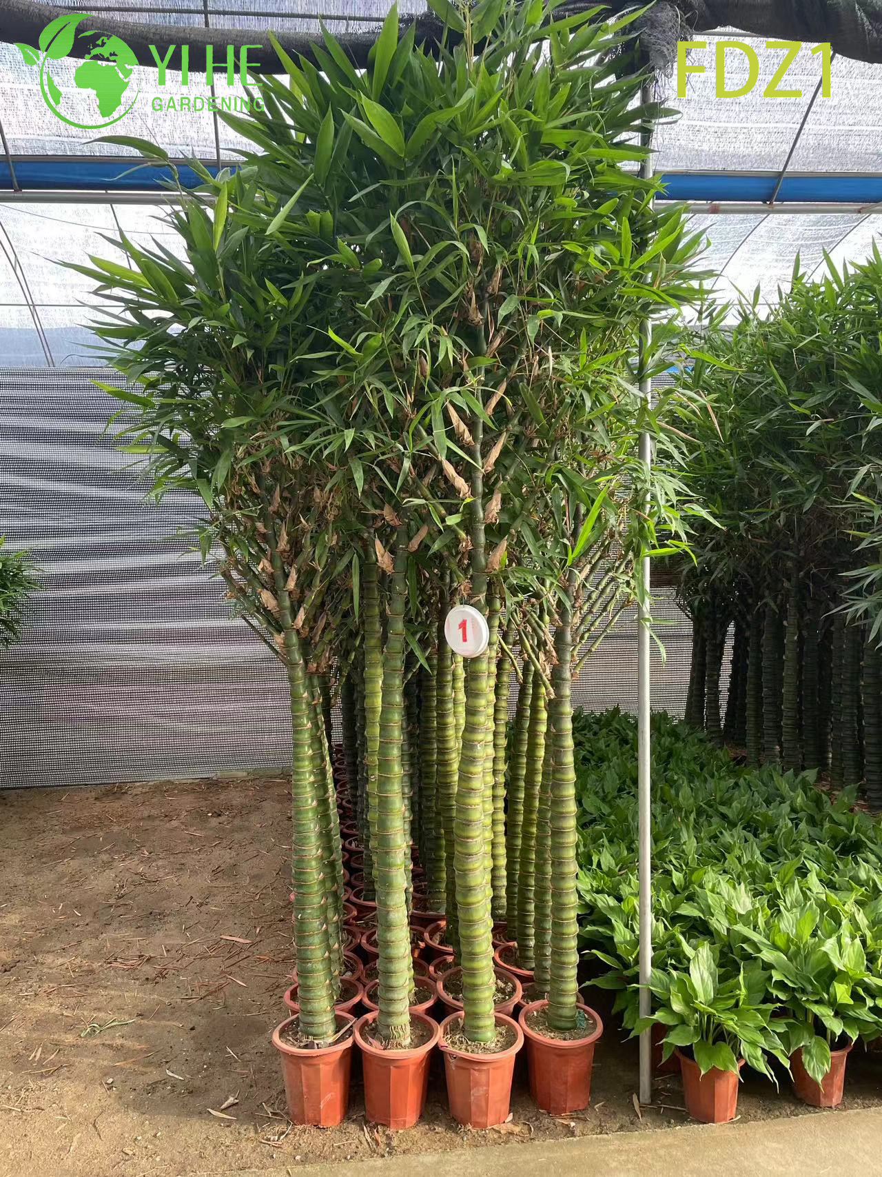 Vientre de oro vivo al por mayor de Buda que agrupa el bamb&uacute; para el dise&ntilde;o del paisaje Bonsai