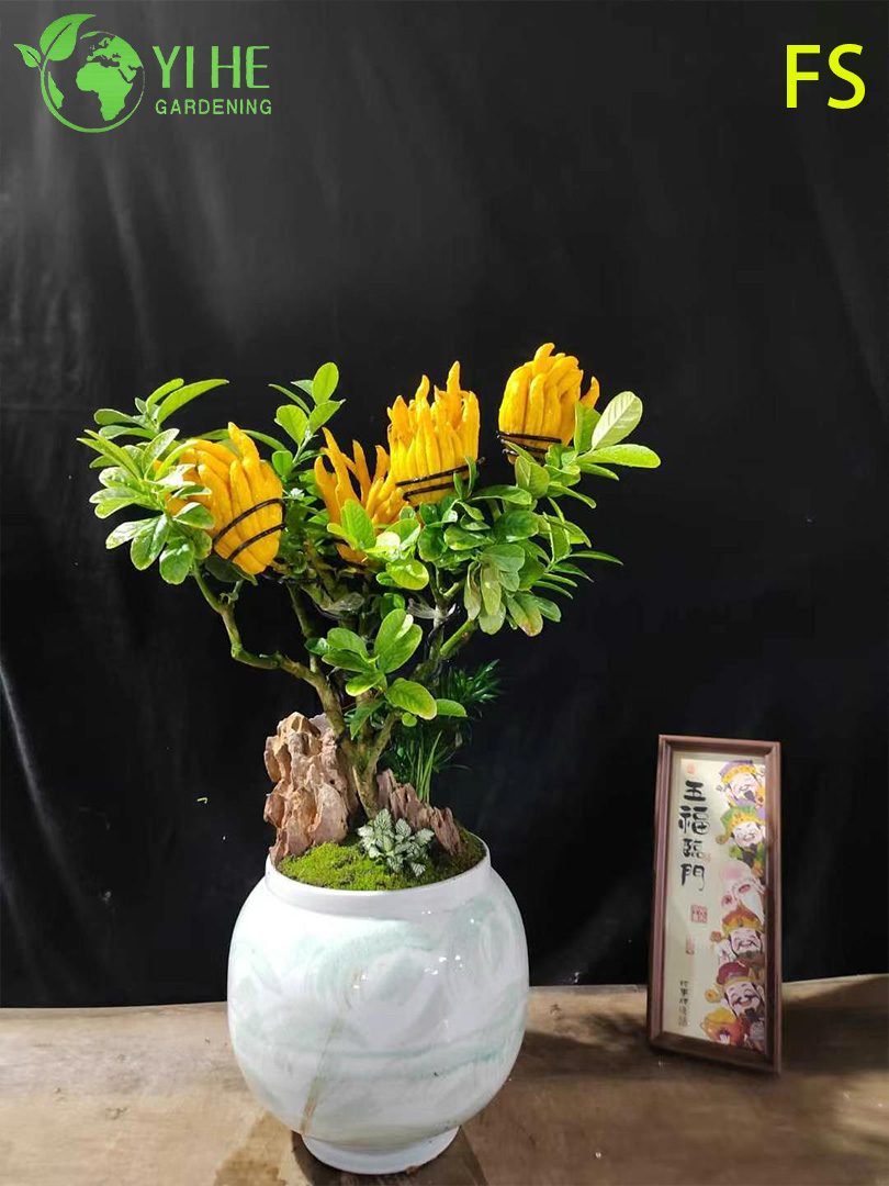 निर्यात बोनसाई के लिए सुगंधित फिंगर्ड सिट्रोन बुद्ध का हाथ का जीवित पेड़