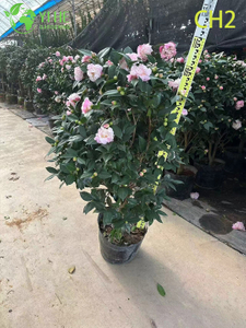 Bonsai arbusto da fiore rosa bicolore Camelia Japonica all'ingrosso