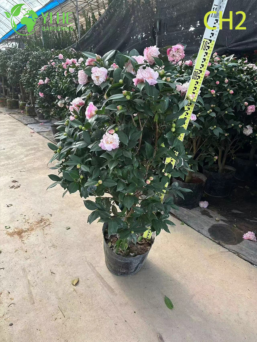 Bonsa&iuml; d'arbuste &agrave; fleurs rose bicolore Camellia Japonica en gros