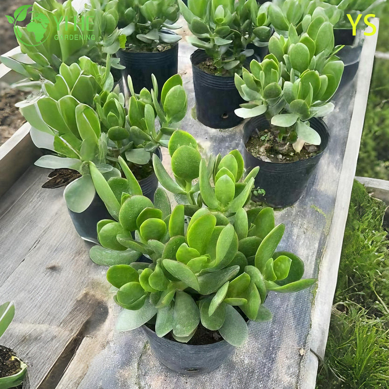 Planta decorativa de jade de &aacute;rvore de dinheiro vivo com bonsai de flores artificiais coloridas