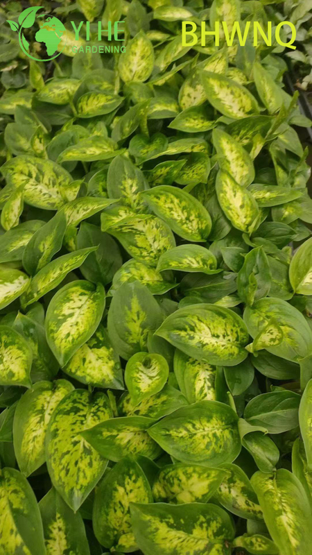 Venta al por mayor de pl&aacute;ntulas de enchufe de planta de inicio viva Dieffenbachia Tropic Marianne