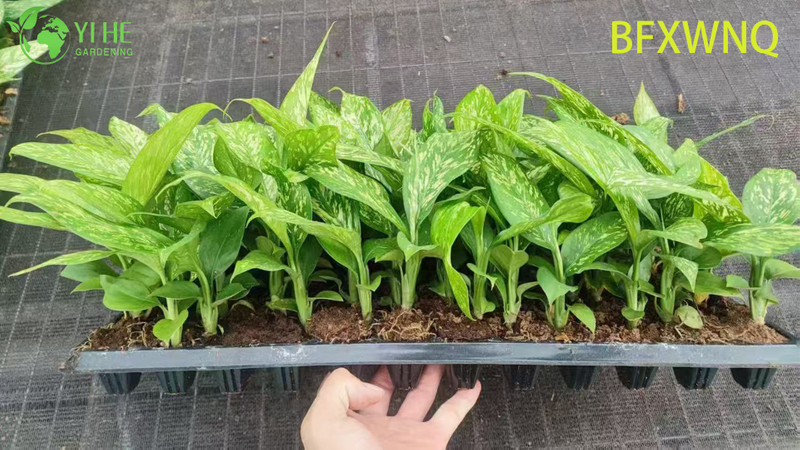 លក់ដុំ Dieffenbachia Snowstorm Variegated Dumb Cane Plant Plug Seedlings