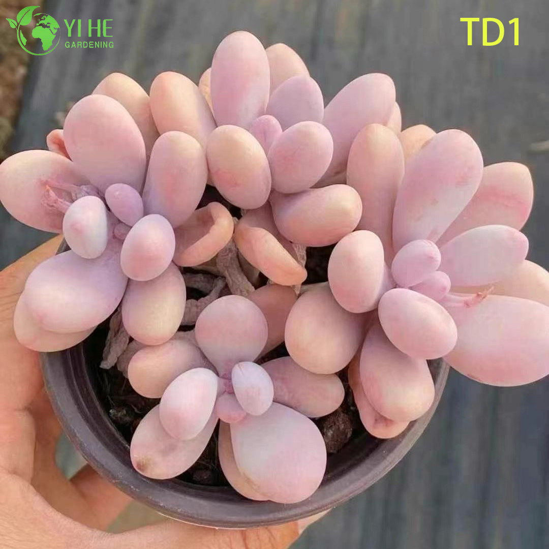 الجملة أحجار القمر الوردي عصاري Graptopetalum أميثيستينوم النباتات الحية بونساي