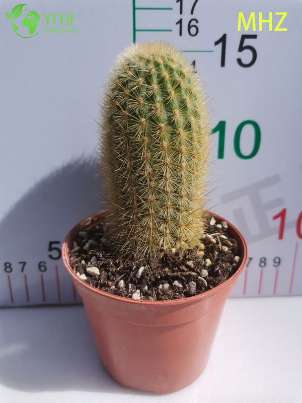 Groothandel Golden Ball Cactus Parodia Leninghausii Levende sierplantenbonsai