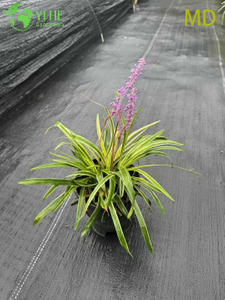 Оптовый пестрый лириопе лилитурф живоцветущий почвопокровный бонсай