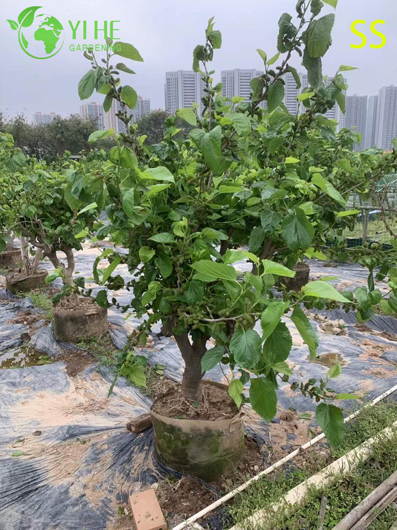 Schnell wachsender Maulbeerbaum mit s&uuml;&szlig;en brombeer&auml;hnlichen Beeren