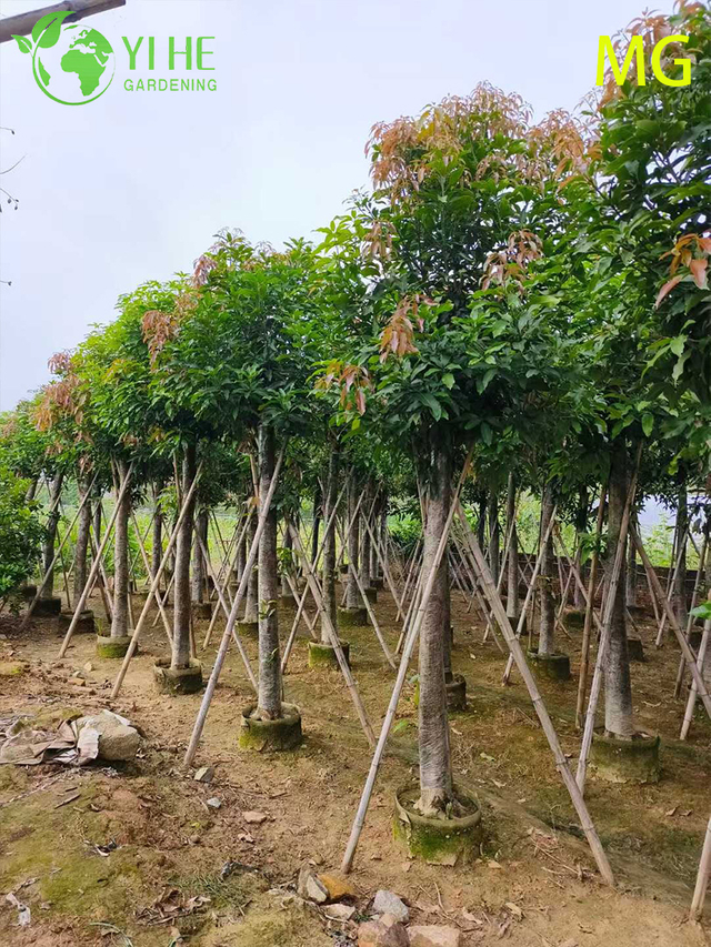 ປູກຕົ້ນໝາກມ່ວງອິນດິກາດ້ວຍໝາກມ່ວງເຂດຮ້ອນຫວານ ບອຍໄຊ