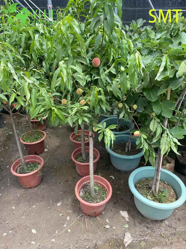 ต้นพีชน้ำผึ้ง Prunus Persica พร้อมบอนไซผลไม้หอมหวานฉ่ำ