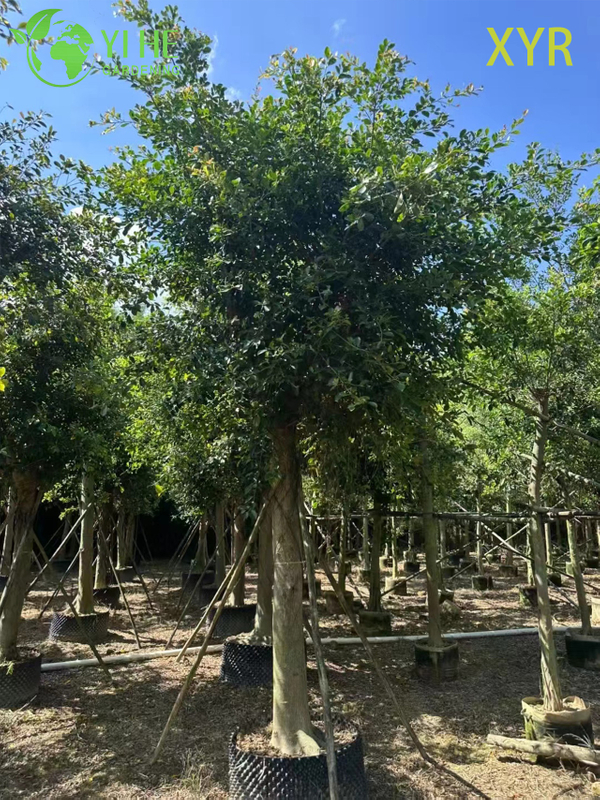 Gęsty, wiecznie zielony laur indyjski Ficus Nitida do drzewa żywopłotowego i osłonowego