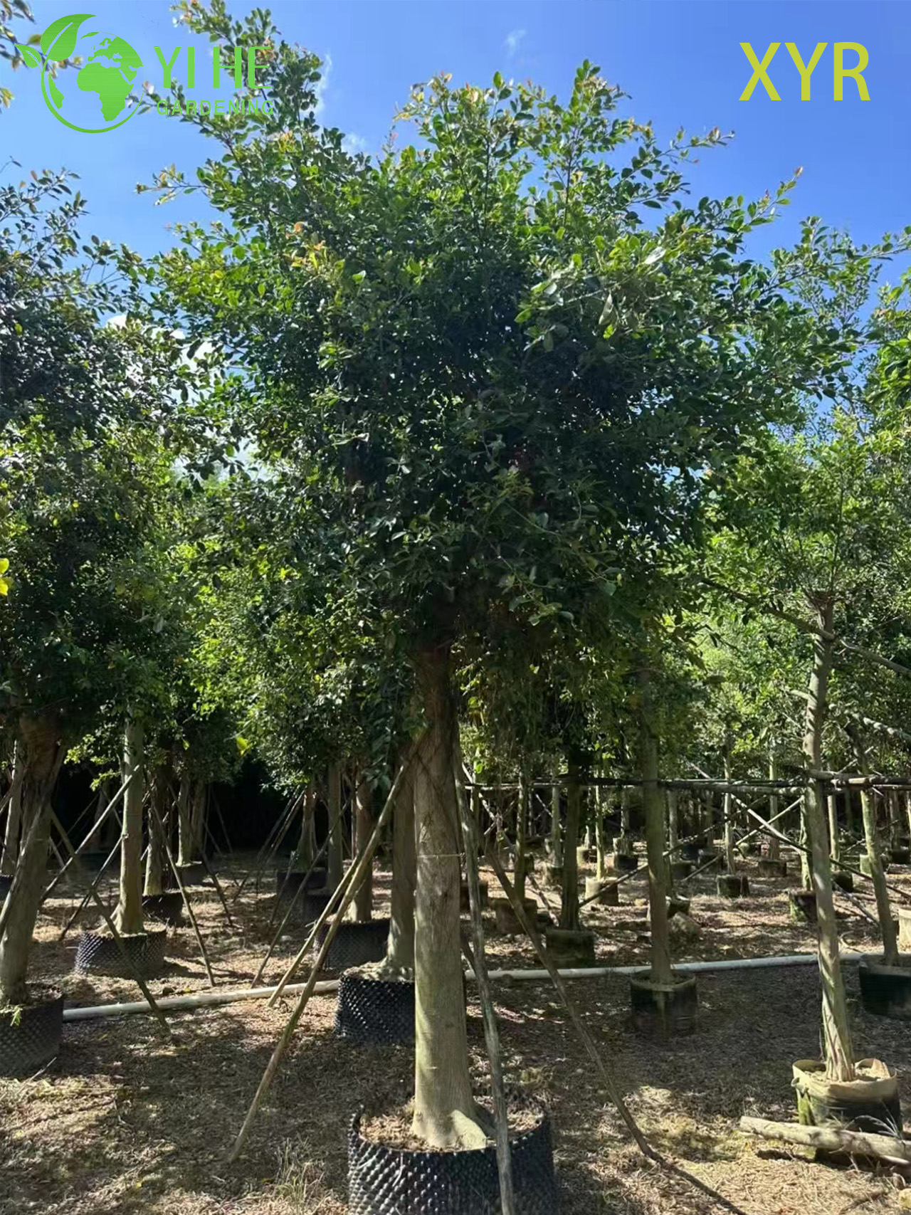 Gęsty, wiecznie zielony laur indyjski Ficus Nitida do drzewa żywopłotowego i osłonowego