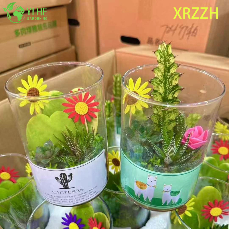 DIY Mini-Sukkulenten-Kaktus-Garten-Set f&uuml;r Desktop-B&uuml;ro-Dekoration, Bonsai