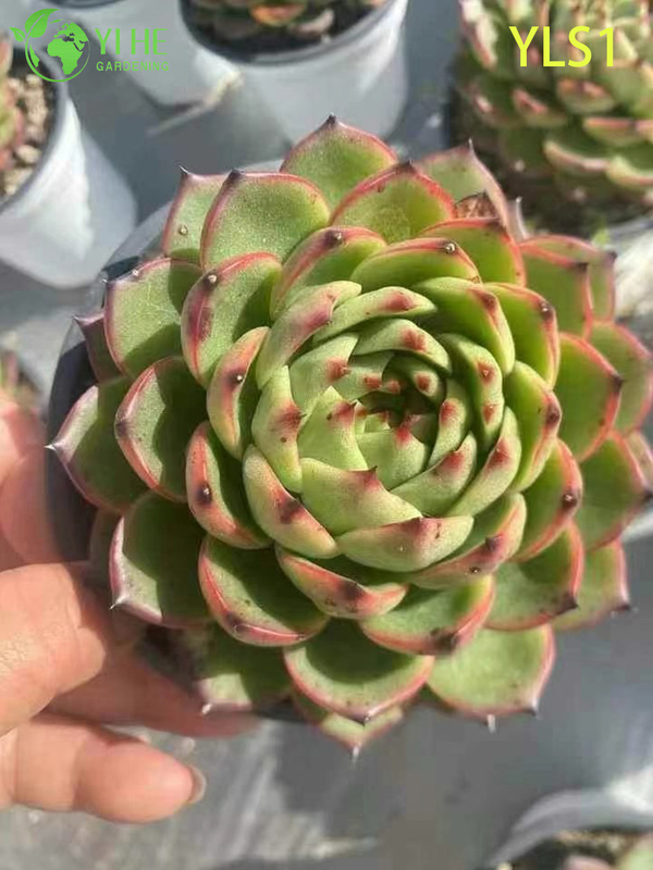 Оптовые продажи губной помады Echeveria Agavoides Живое суккулентное растение Бонсай