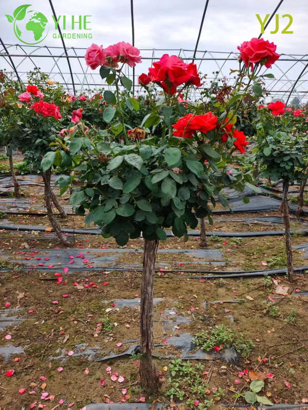 Bah&ccedil;e Peyzaj Bonsai i&ccedil;in Toptan Kırmızı Standart Rosa Chinensis Ağacı