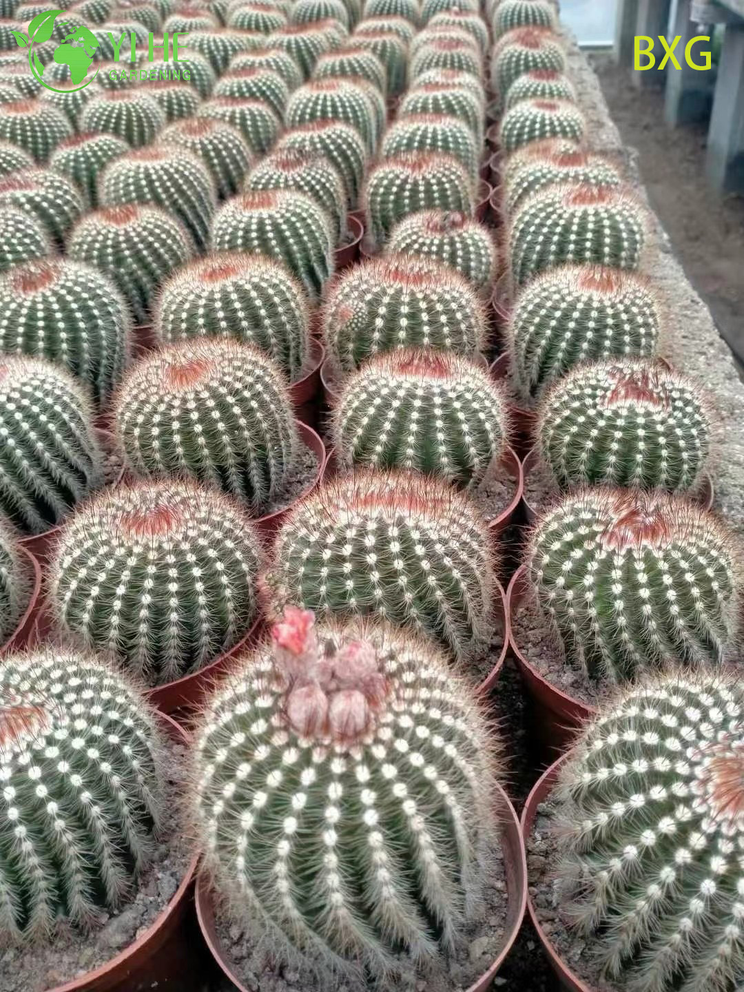 Orange bl&uuml;hender Rebutia-Kaktus, lebende Mini-Pflanze, Dekor-Bonsai im Gro&szlig;handel