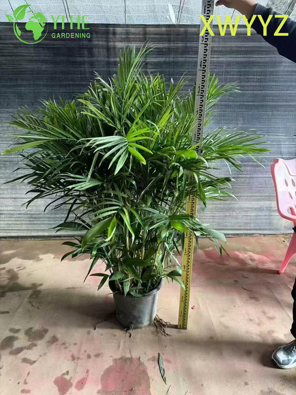 Palma hawaiana in vaso (Pritchardia gaudichaudii), pianta tropicale sempreverde per interni ed esterni
