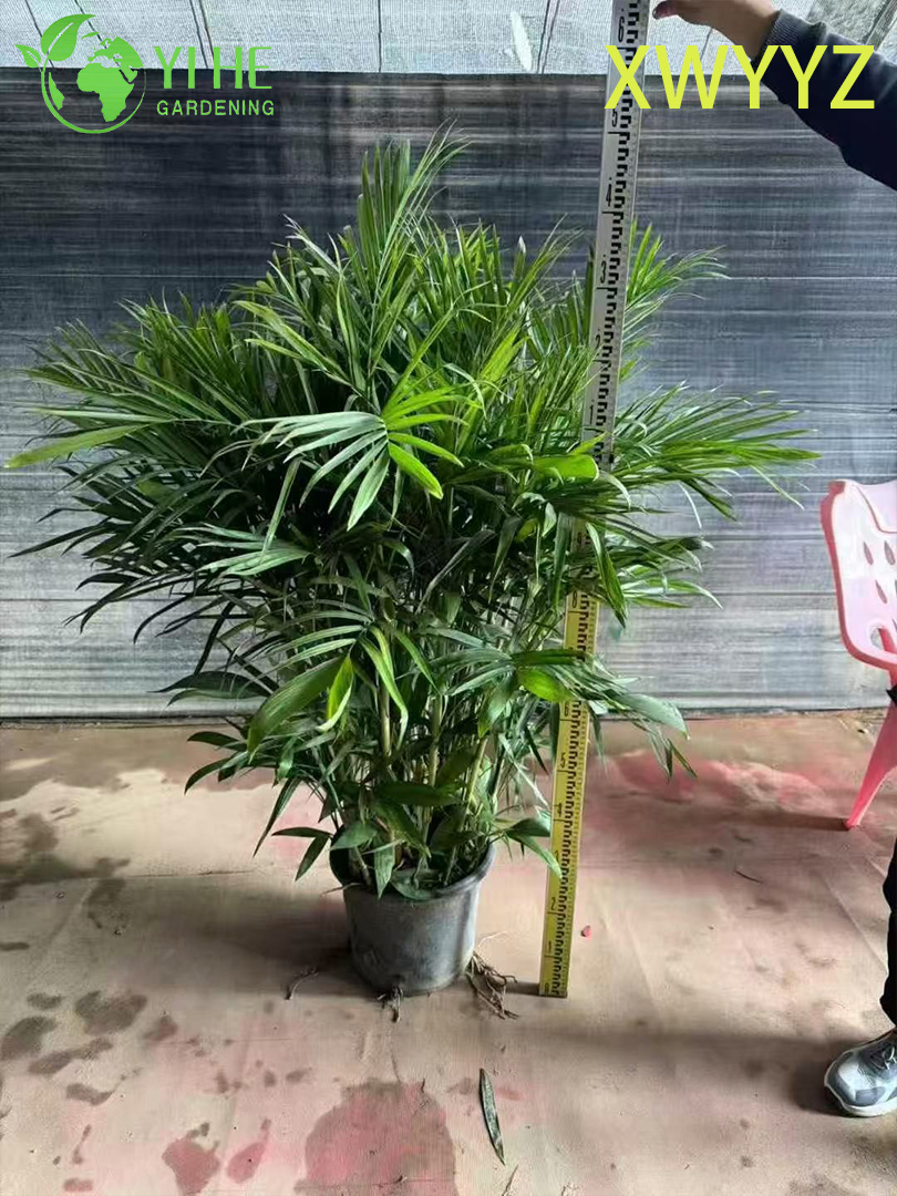 Palma hawaiana in vaso (Pritchardia gaudichaudii), pianta tropicale sempreverde per interni ed esterni