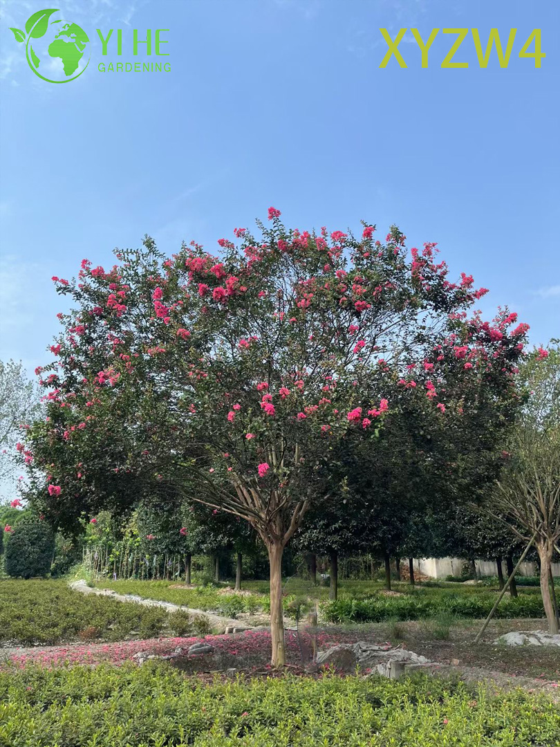 Высокая Lagerstroemia parviflora, формальное вертикальное декоративное дерево, образец садового пейзажа
