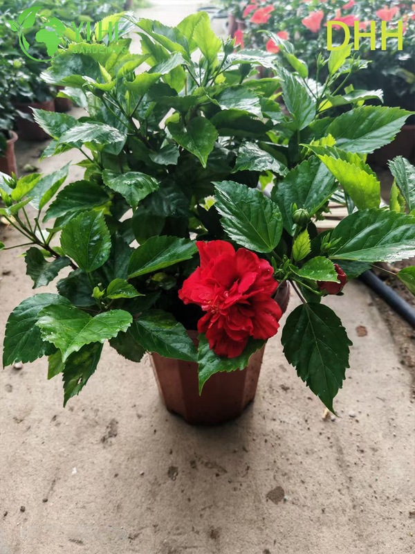 Planta de jardim com flores padr&atilde;o de &aacute;rvore de hibisco tropical vermelho vivo