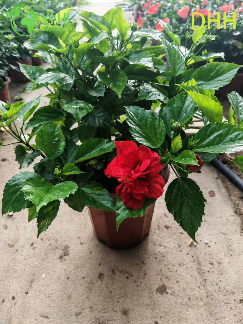 Planta de jardim com flores padr&atilde;o de &aacute;rvore de hibisco tropical vermelho vivo