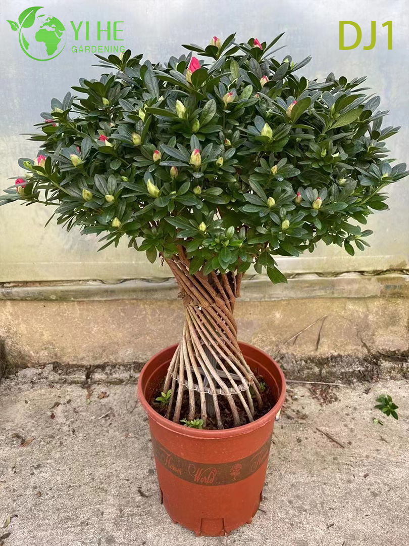 Rhododendron simsii rosa vibrante, flor ornamental em vaso