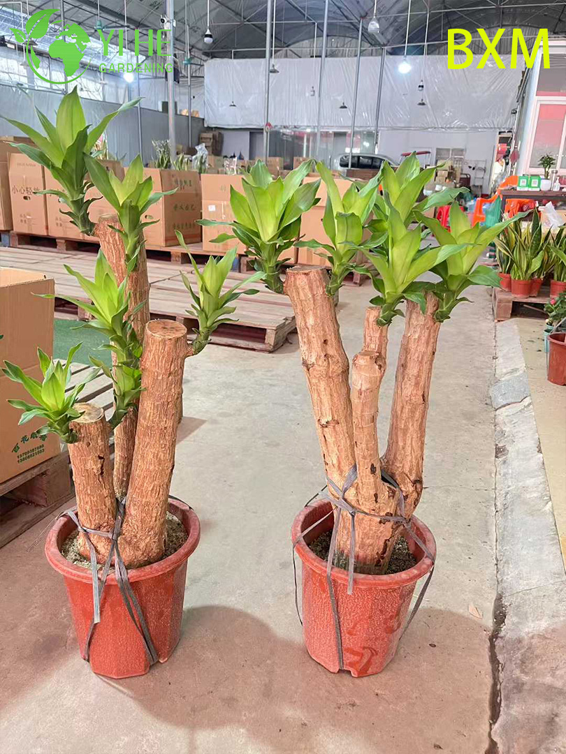 نبات دراكاينا للديكور الداخلي المعطر