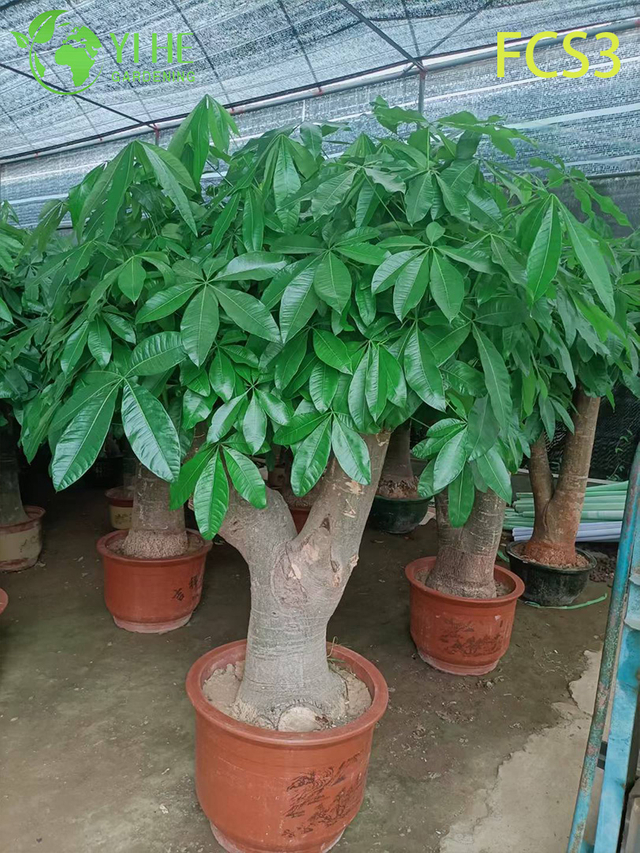 यूनिक ट्रंक, लकी इंडोर डेकोरेटिव मनी ट्री के साथ कॉम्पैक्ट पचीरा मैक्रोकार्पा