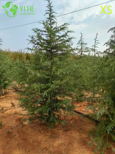 Albero di cedro sempreverde ornamentale per l'esportazione all'ingrosso