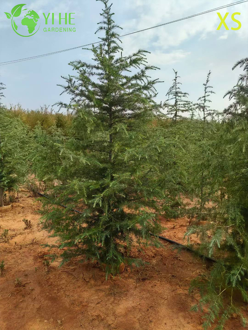 شجرة أرز الزينة دائمة الخضرة للتصدير بالجملة