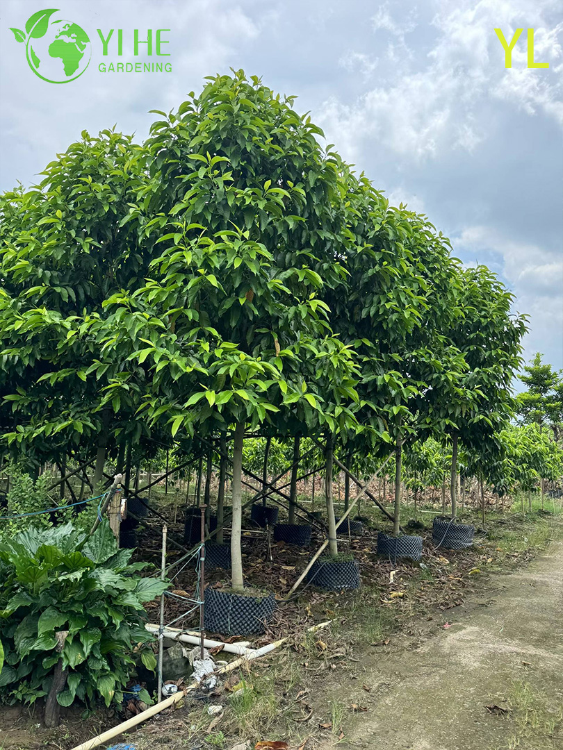 &Aacute;rvore de magn&oacute;lia perfumada ornamental para exporta&ccedil;&atilde;o por atacado