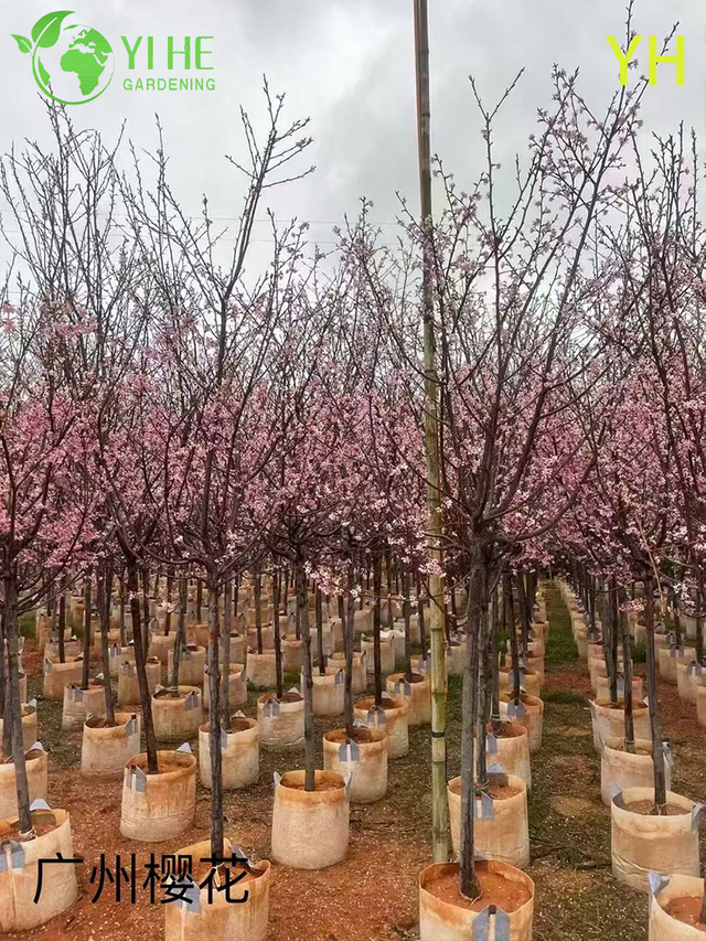 Albero ornamentale multivariet&agrave; di fiori di ciliegio per l'esportazione all'ingrosso