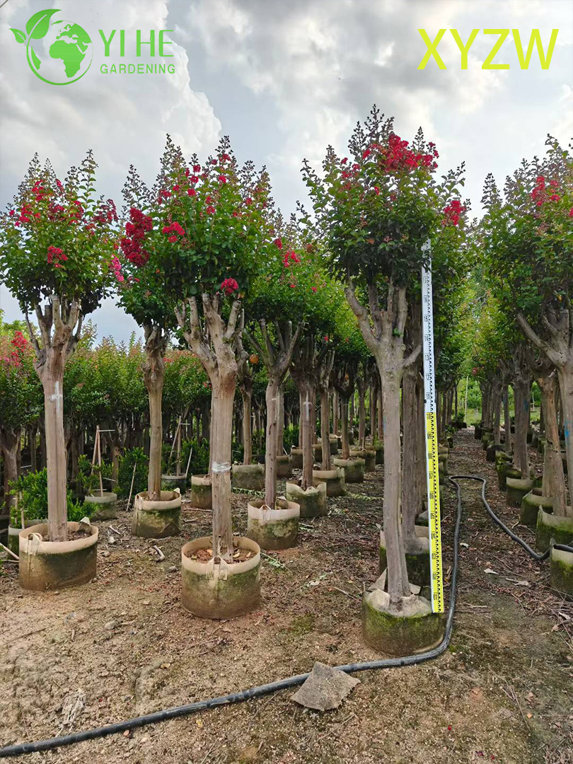 Декоративное карликовое креповое миртовое дерево для оптового экспорта