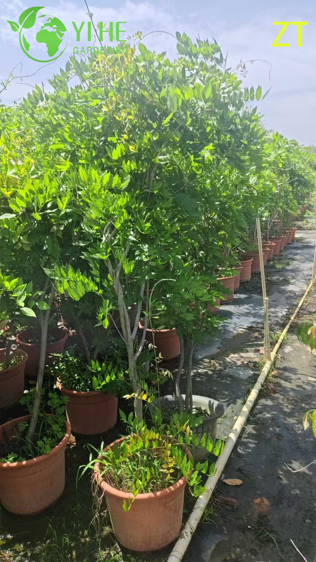 Vite di glicine profumata ornamentale per albero di esportazione all'ingrosso
