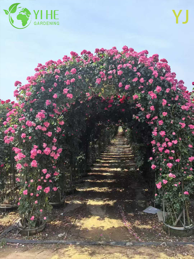 Dekorative mehrfarbige Rosenpflanze für den Großhandelsexport