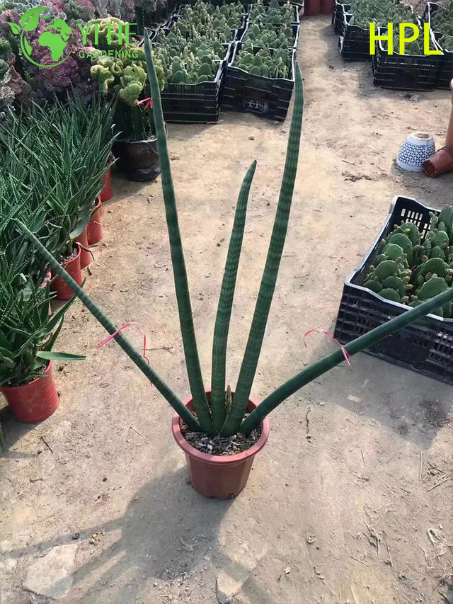 Pianta sempreverde Sansevieria Trifasciata serpente per arredamento interno