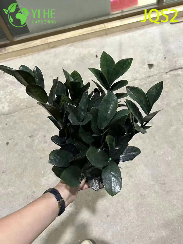 Árbol del dinero Zamioculcas Zamiifolia de bajo mantenimiento para espacios interiores