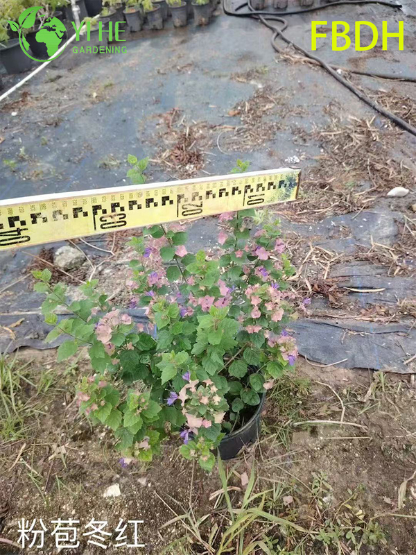 Bractée rose de qualité supérieure, arbuste rouge d'hiver, plante ornementale de qualité d'exportation en gros