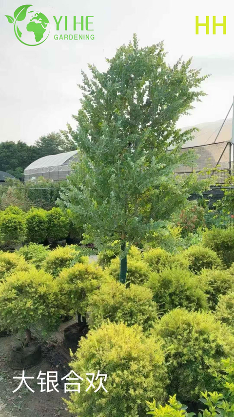 Qualit&eacute; d'exportation en gros Albizia Julibrissin arbre &agrave; fleurs ornementales