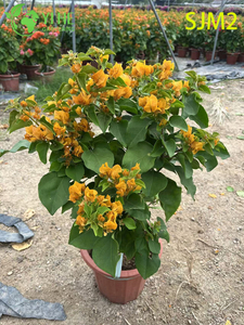 الجملة نبات الجهنمية القياسية شجرة حية لحديقة الفناء بونساي